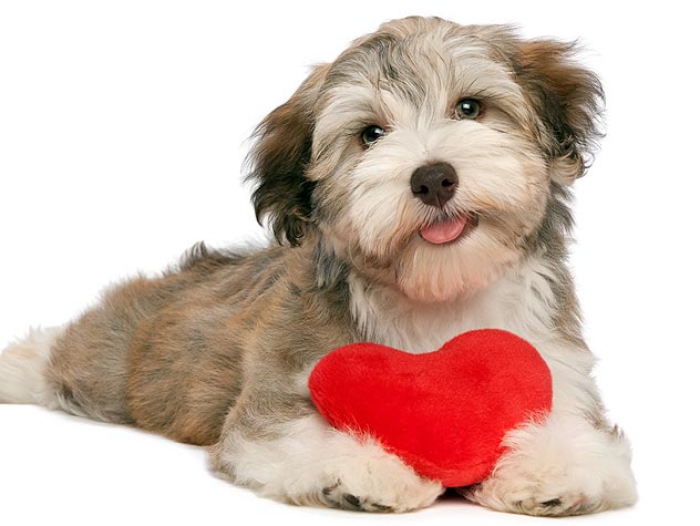 dog holding heart